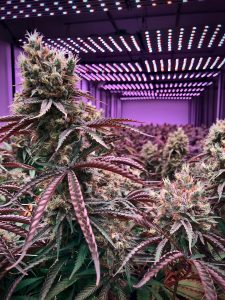 cbd cannabis pflanze