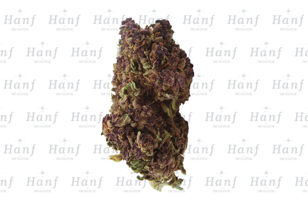 Purple Haze CBD Blüten Makro