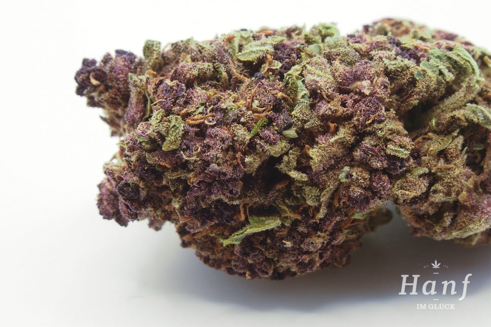 Purple Haze CBD Blüten Makro Detail