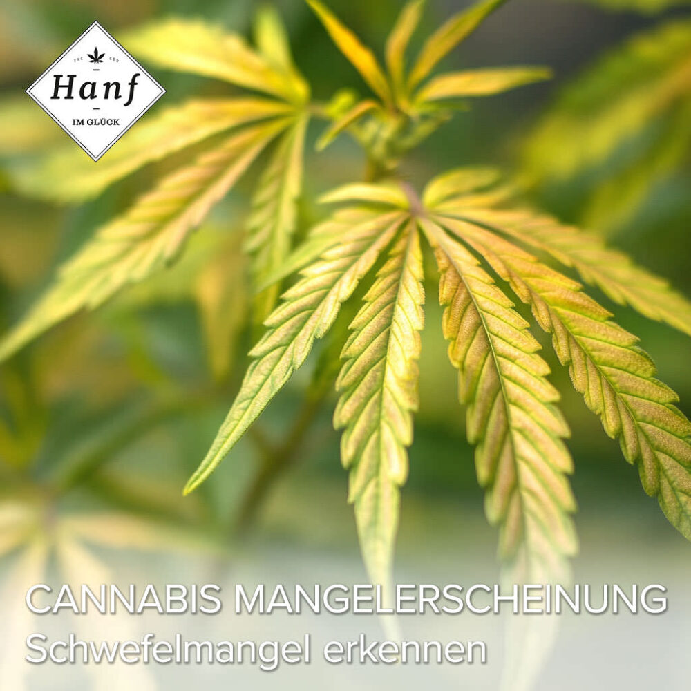 Cannabis Blätter werden Gelb? Ursachen & Lösungen!