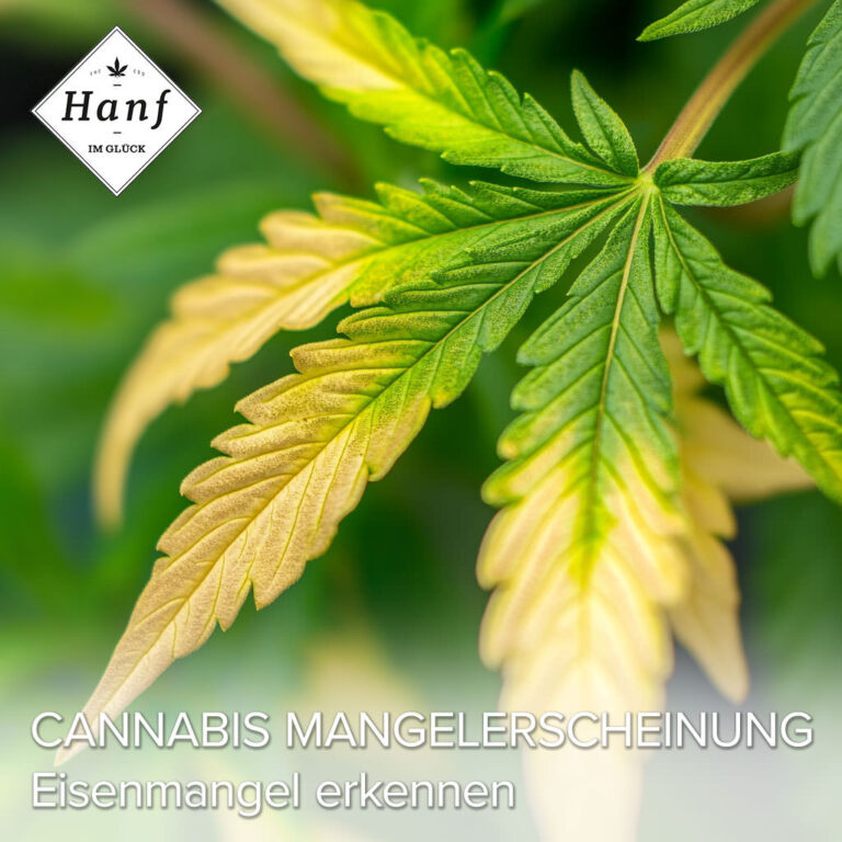 Cannabis Blätter werden Gelb? Ursachen & Lösungen!