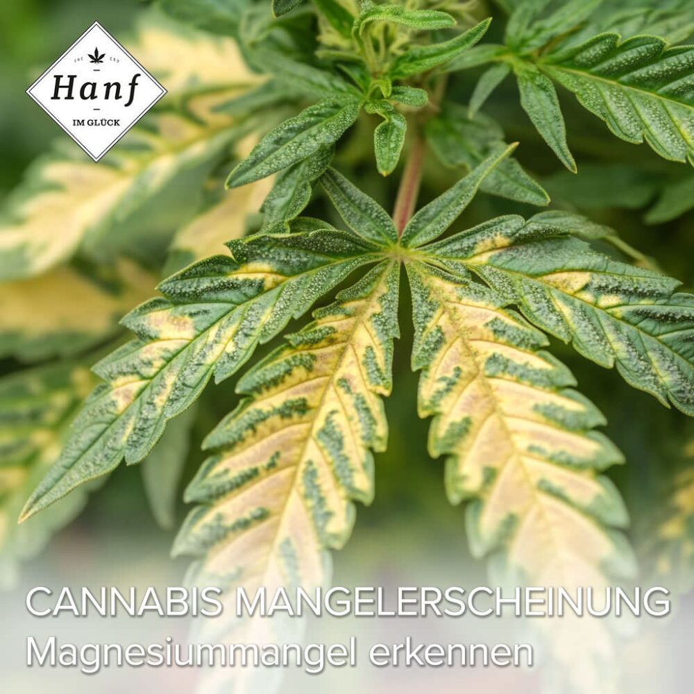 Cannabis Blätter werden Gelb? Ursachen & Lösungen!