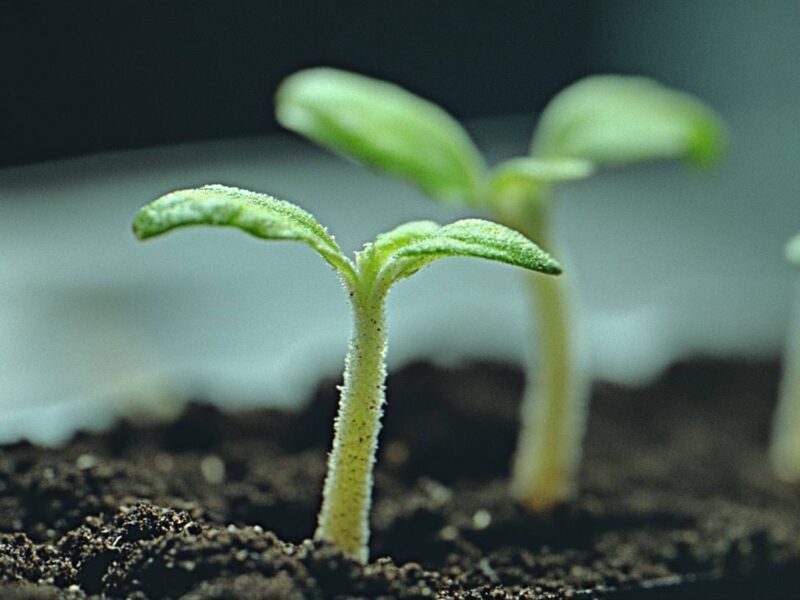 Cannabis fermentieren Schritt für Schritt Anleitung So einfach!