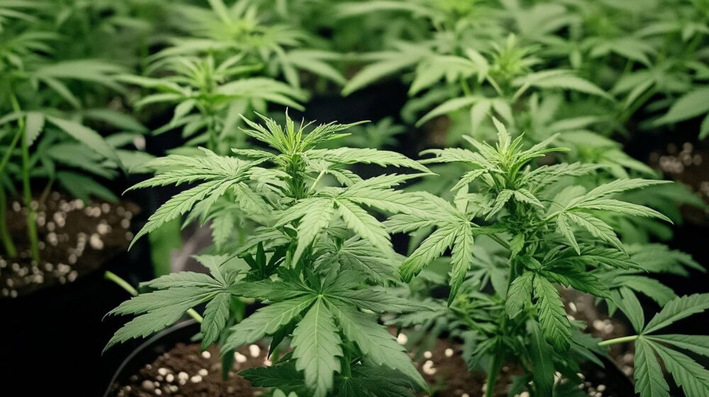 Wie Viele Stunden Licht Braucht Eine Hanfpflanze Cannabis Wachstumsphase: Die vegetative Phase erklärt