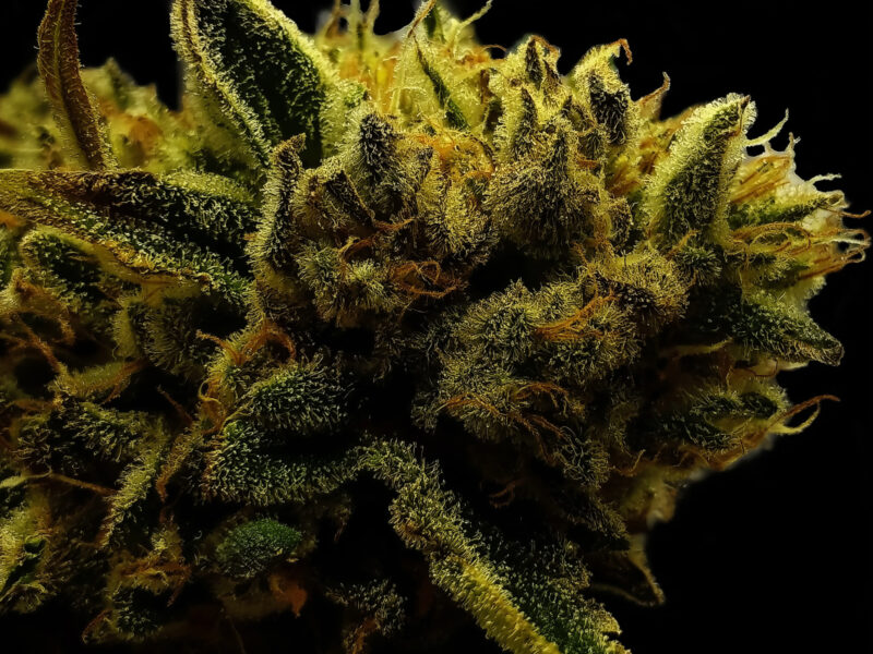 Mango Kush Steckling