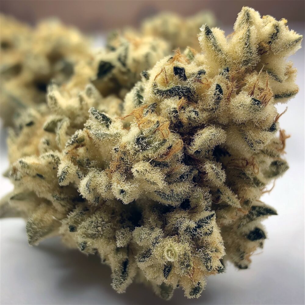 OG Kush Steckling
