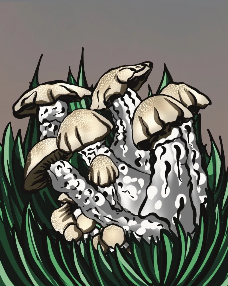 Magic Mushrooms Forschungskit - Gandalf