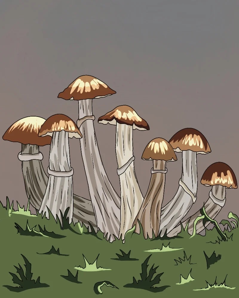 Magic Mushrooms Forschungskit - Golden-Teacher