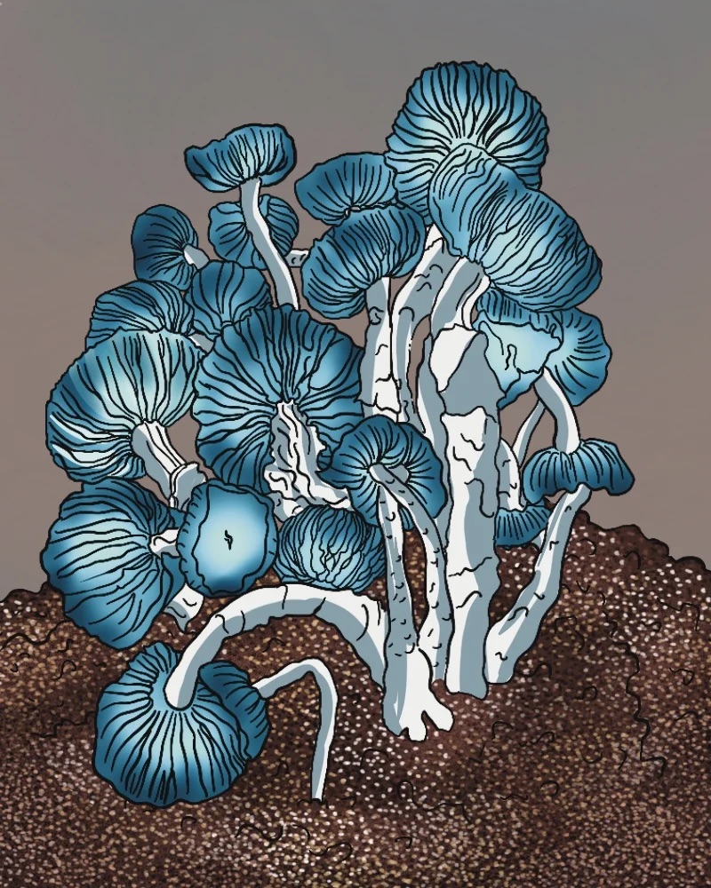 Magic Mushrooms Forschungskit - Jack Frost x Shakti