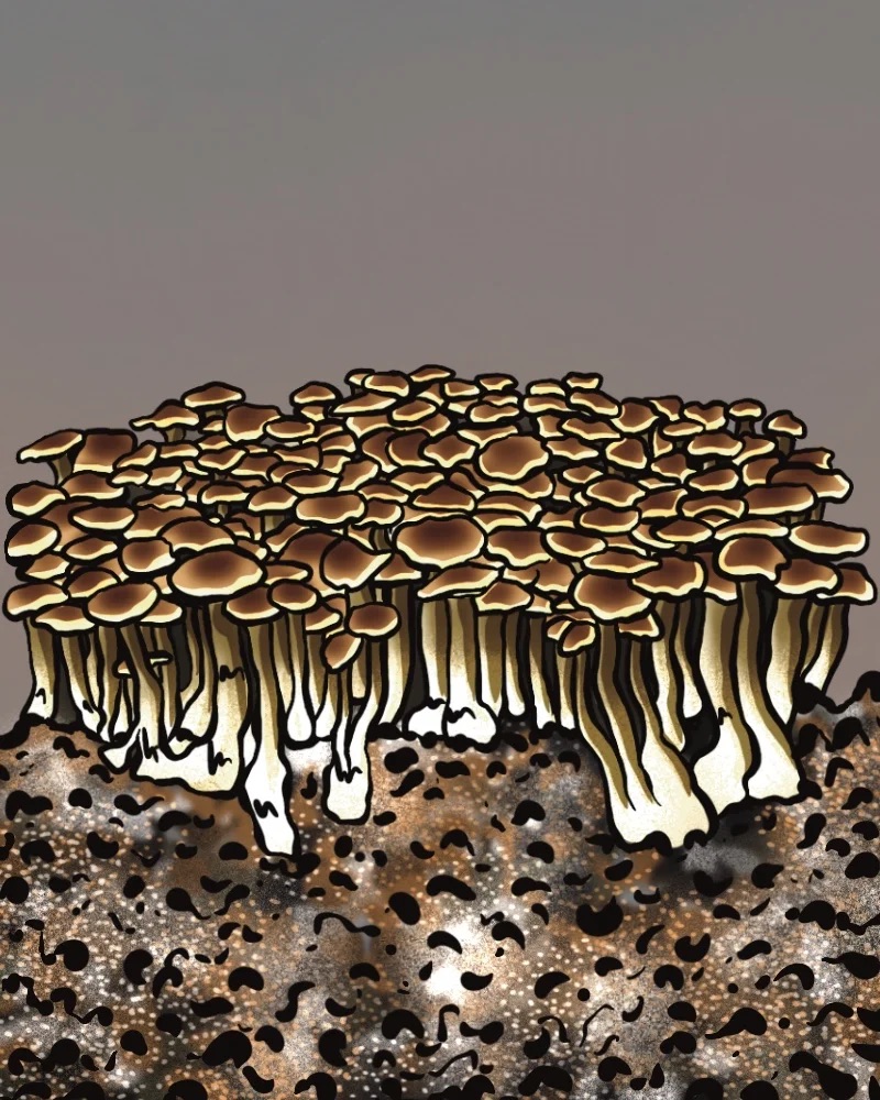 Magic Mushrooms Forschungskit - MAZATAPEC