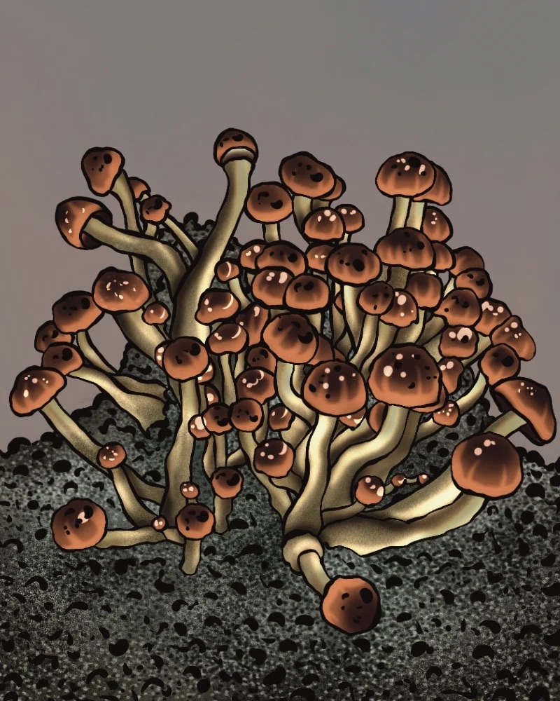 Magic Mushrooms Forschungskit - MC KENAII