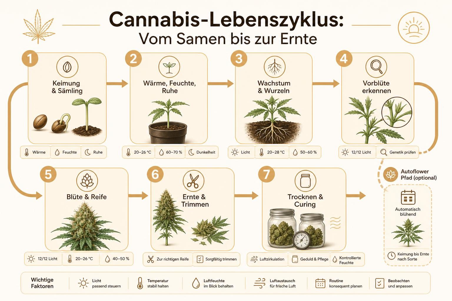 Infografik: Cannabis-Lebenszyklus: Vom Samen bis zur Ernte