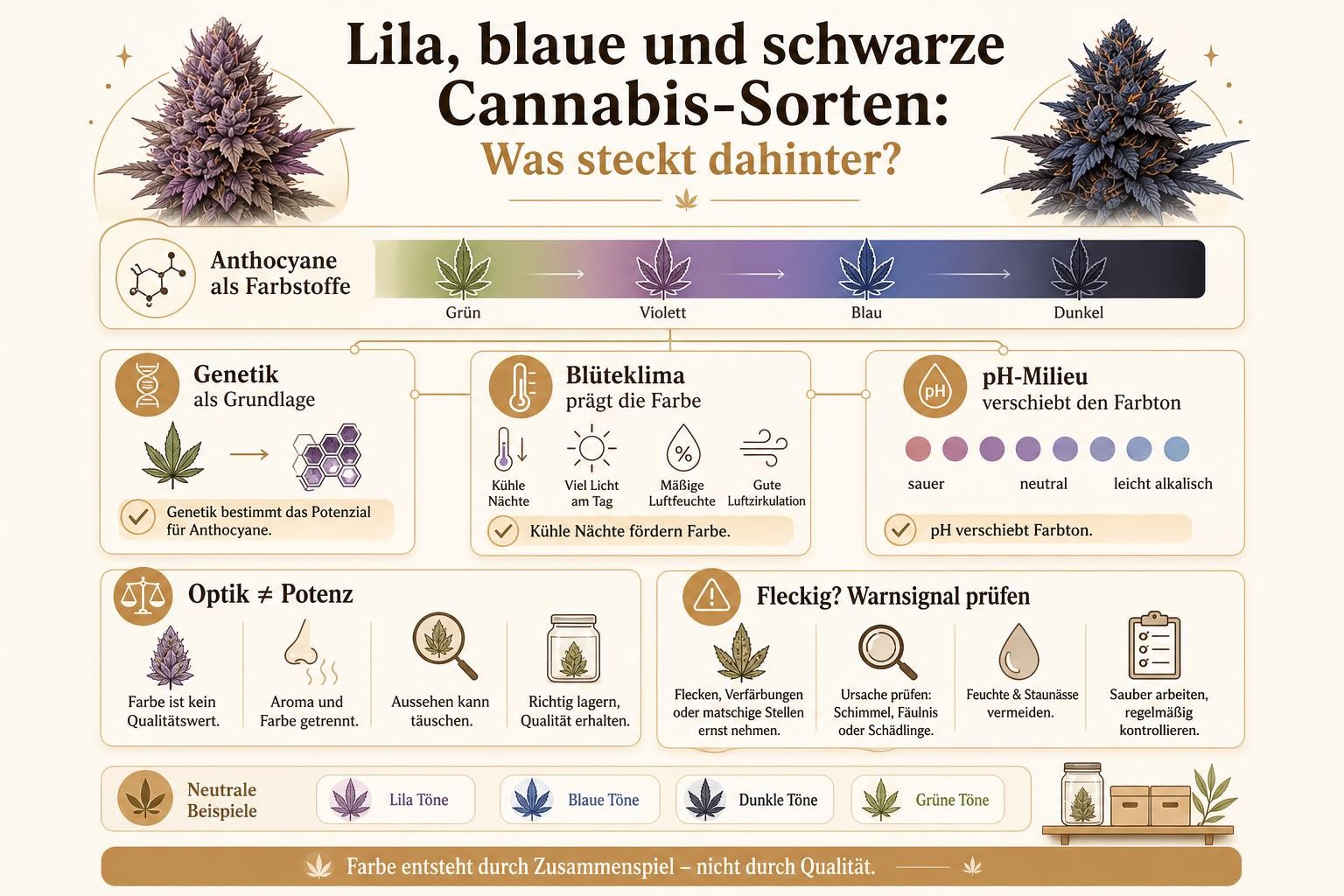 Infografik: Lila, blaue und schwarze Cannabis-Sorten: Was steckt dahinter?