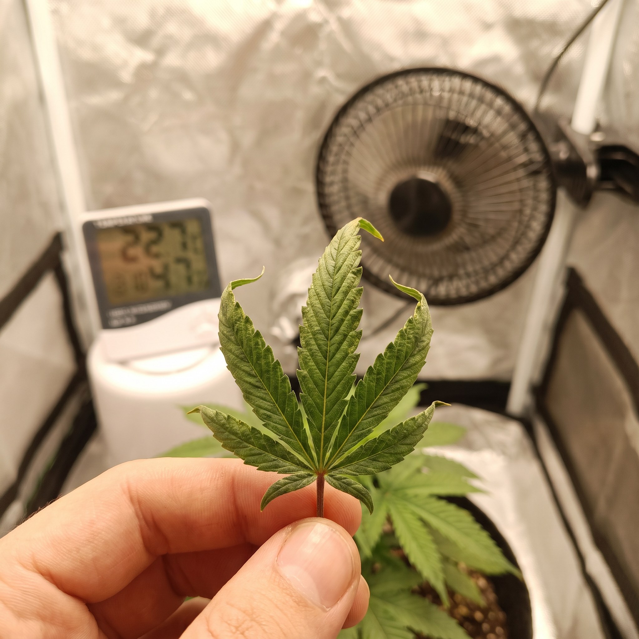 cannabis hitzestress - ergänzendes Bild