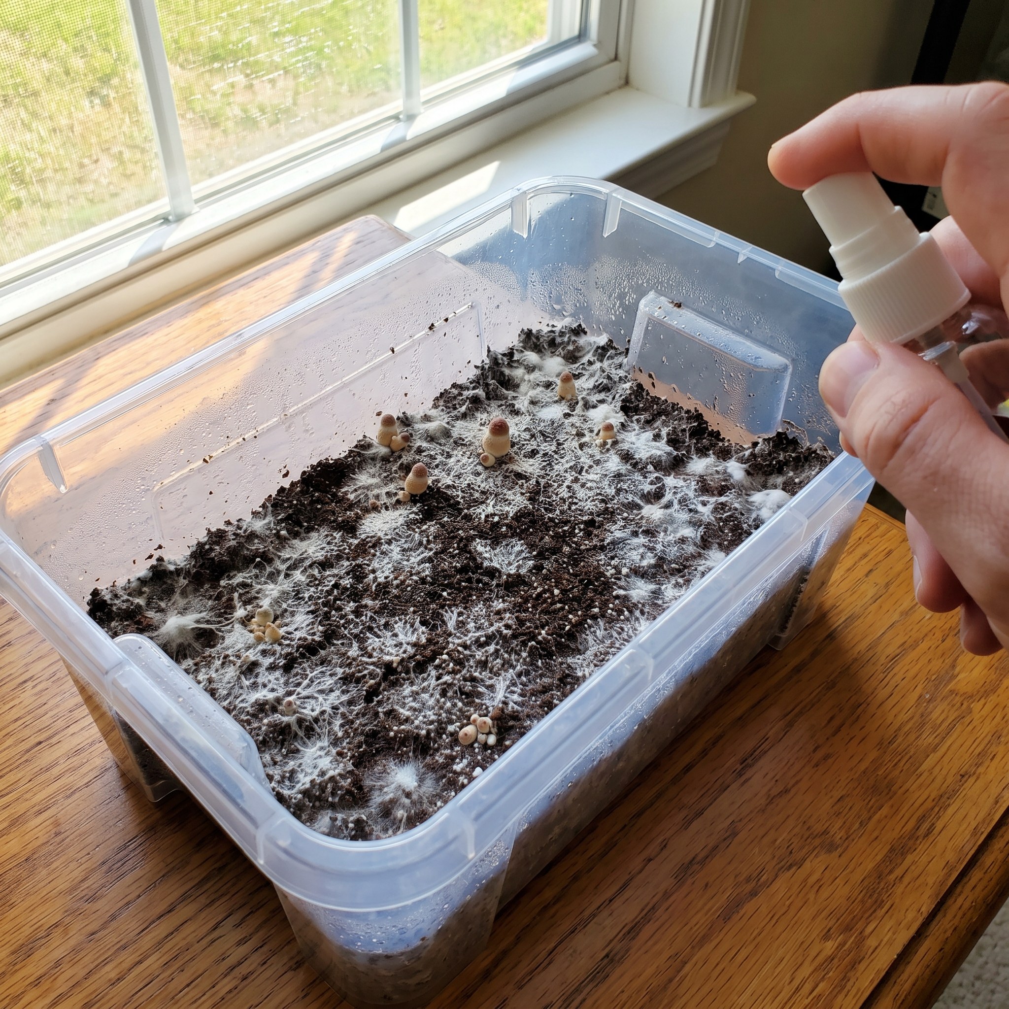 magic mushroom growkit - ergänzendes Bild