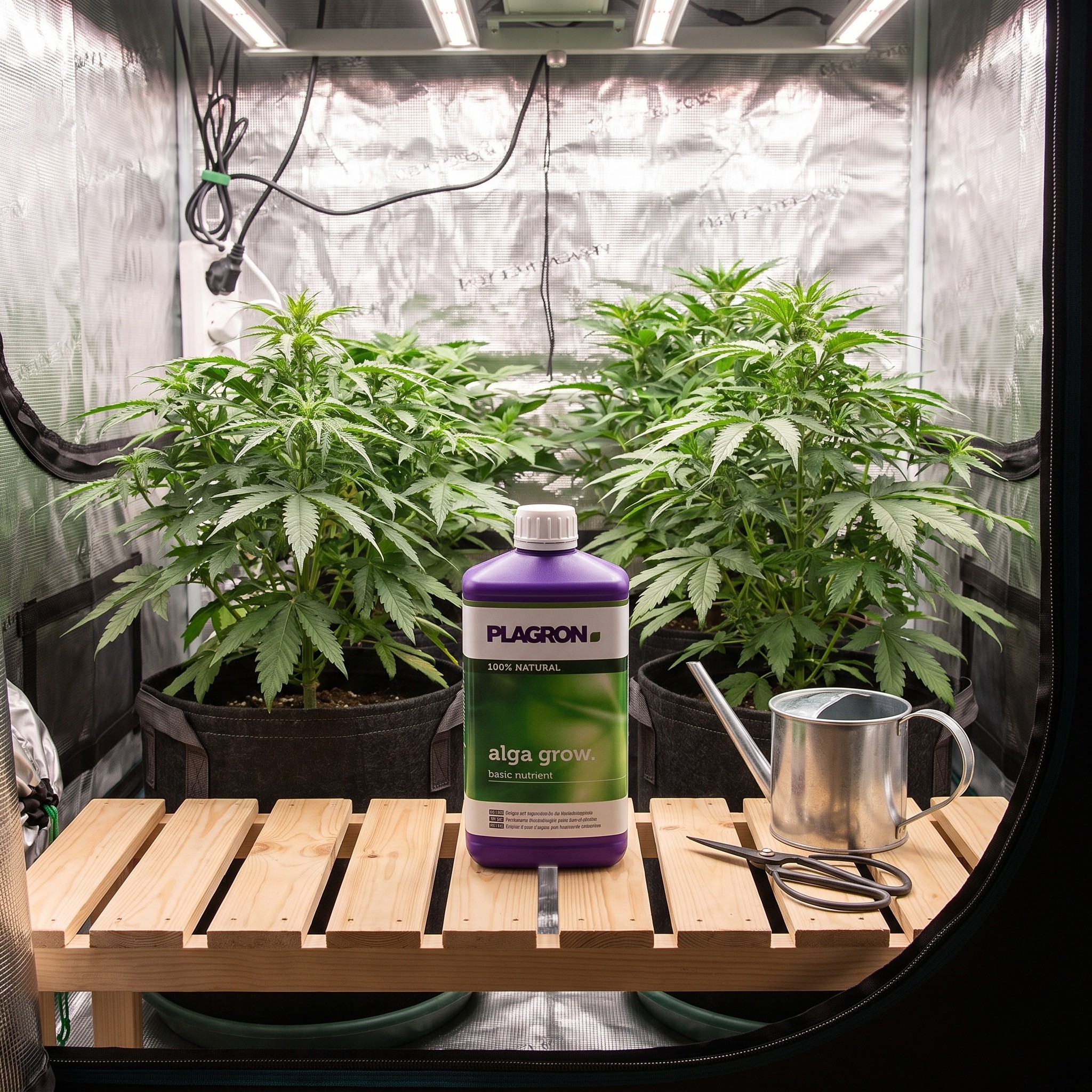 Plagron Alga Grow – Alga Grow Flasche steht in einem sauberen Homegrow-Zelt