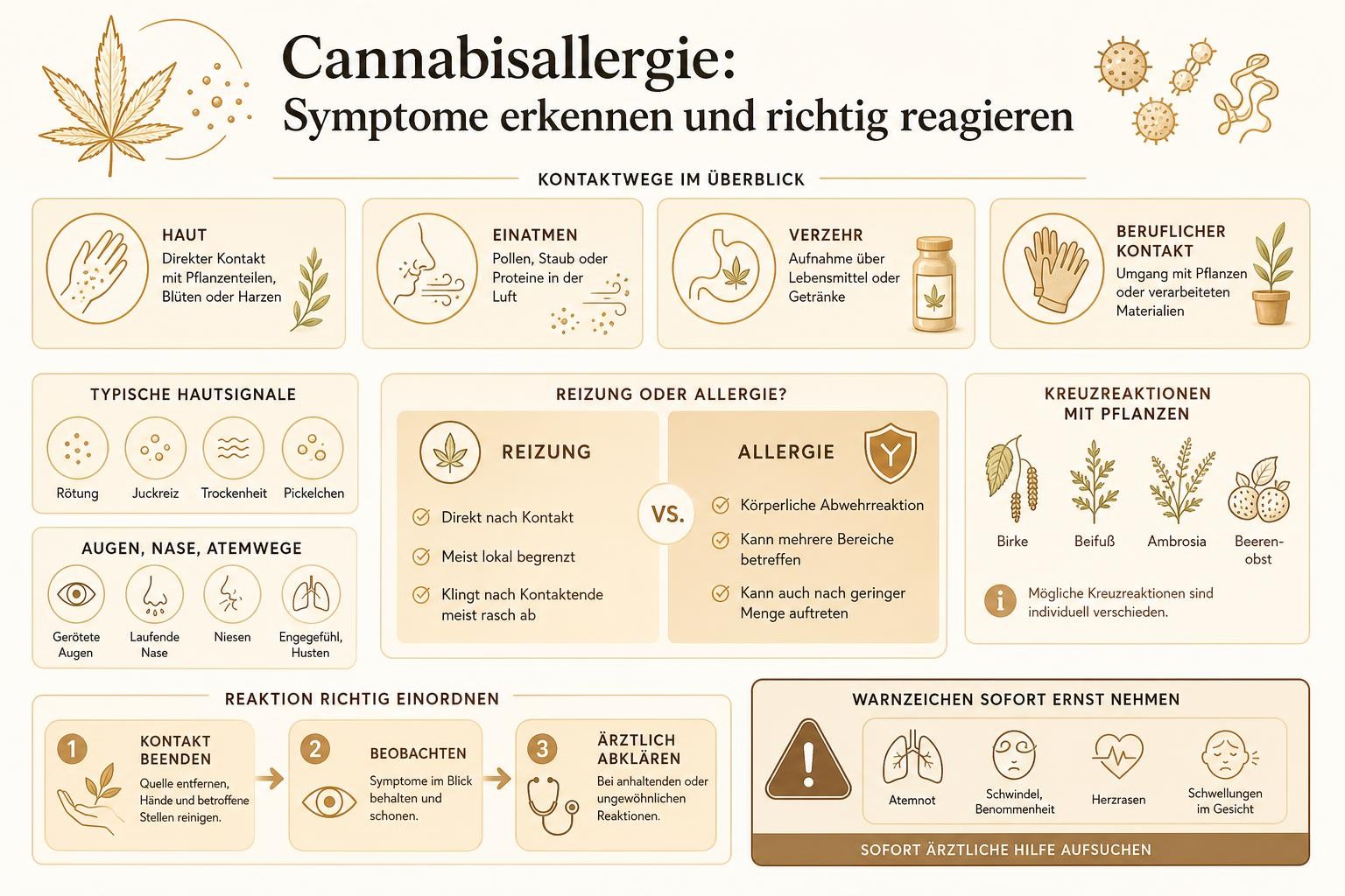 Infografik: Cannabisallergie: Symptome erkennen und richtig reagieren